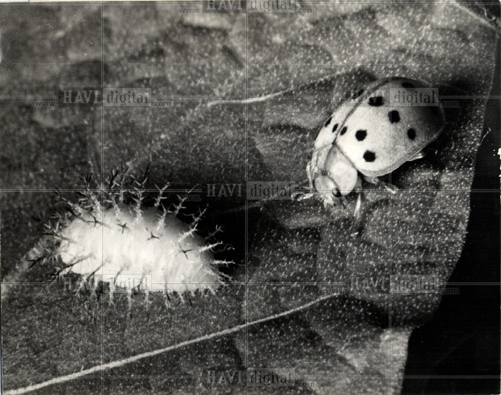 1945 Press Photo THE GREEDY MEXICAN BEAN BEETLE - Historic Images