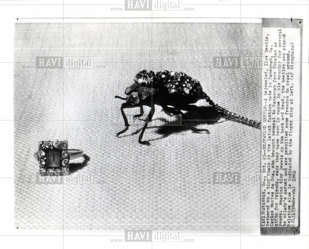 1962 Press Photo bejeweled live beetle fashion - Historic Images