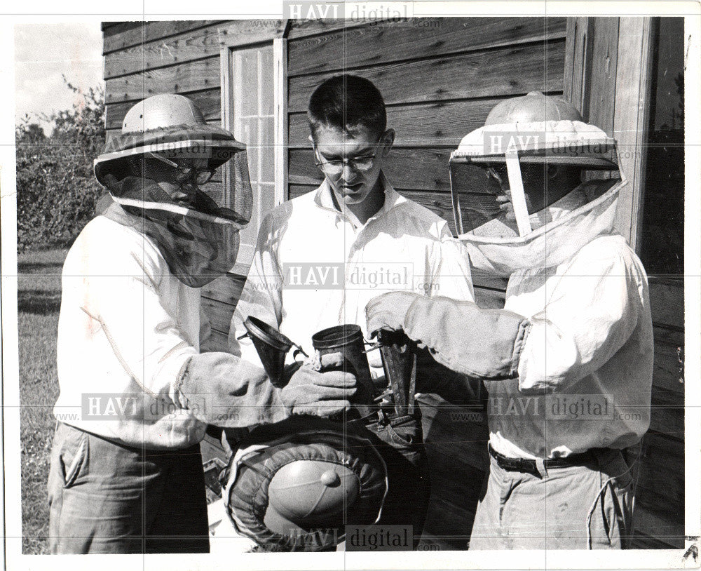 1963 Press Photo Bees - Historic Images