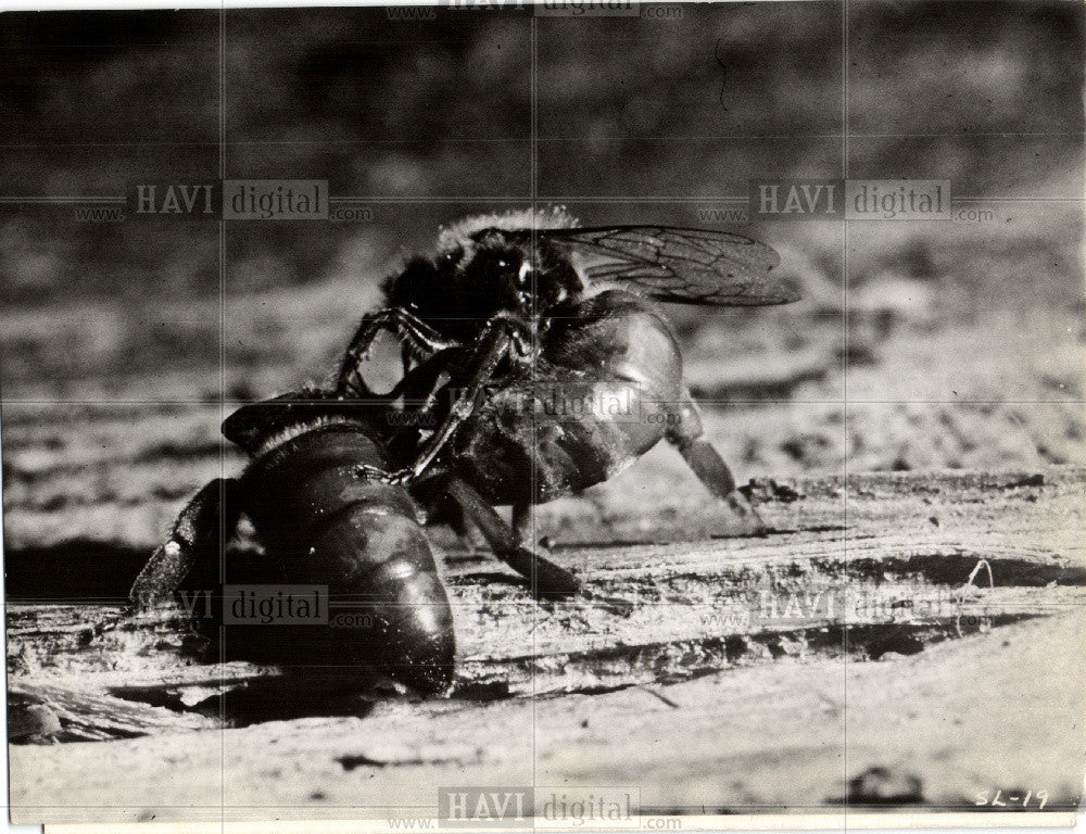 1961 Press Photo Bee - Historic Images