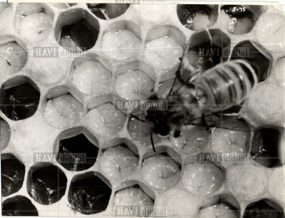 1961 Press Photo bee beehive honeycomb beekeeping grubs - Historic Images