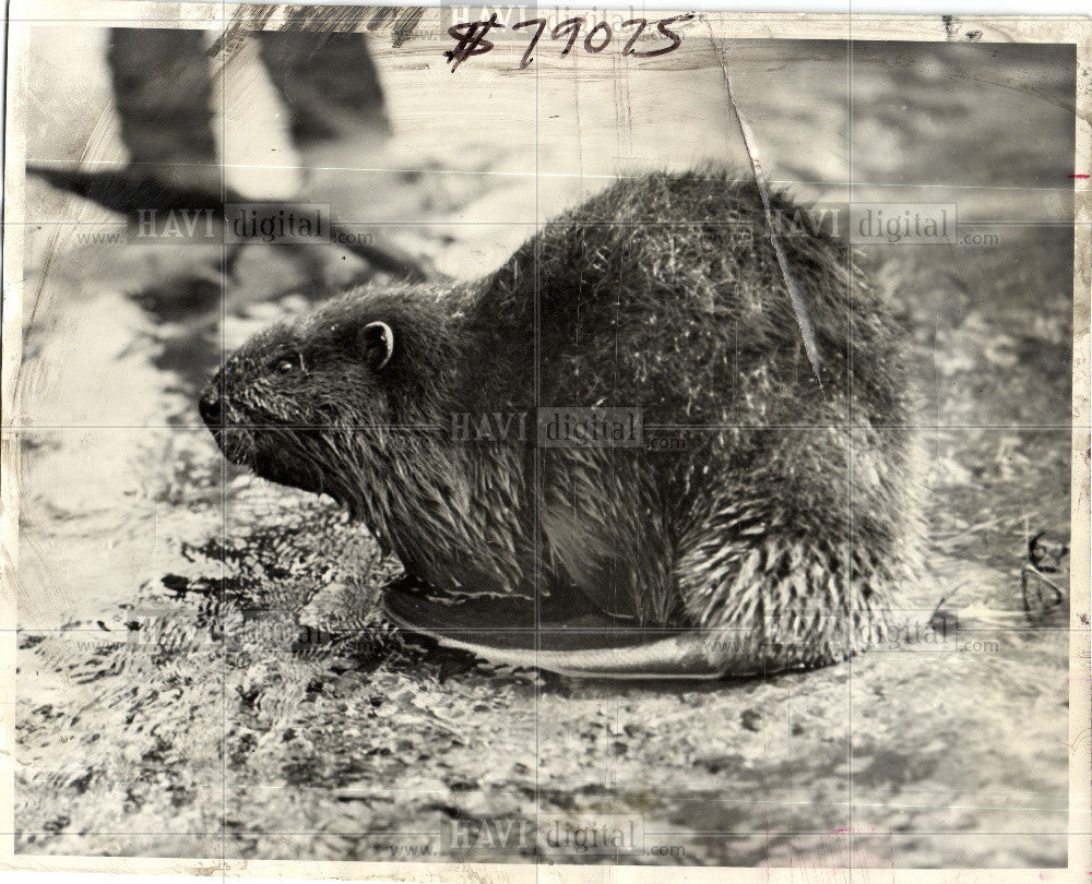 1985 Press Photo BEAVER - Historic Images