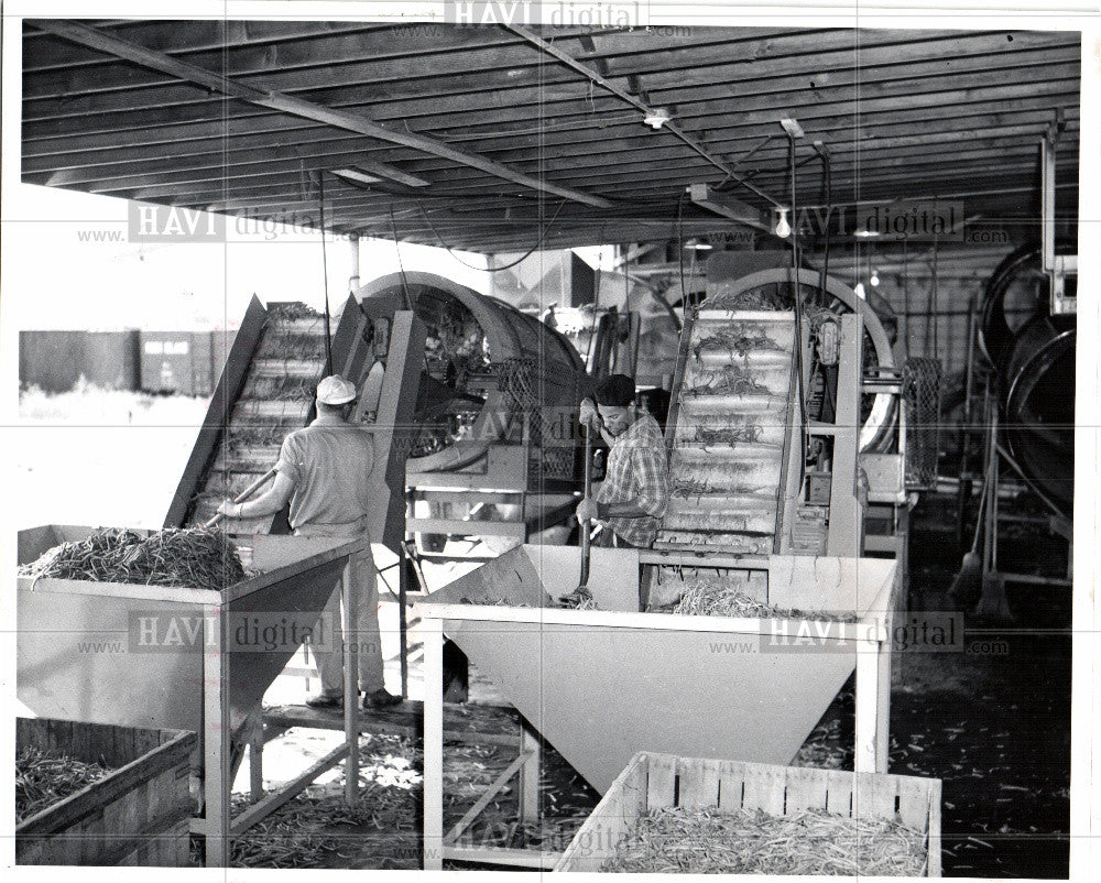 1963 Press Photo Machines bean processing plant - Historic Images