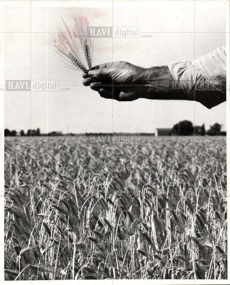 1962 Press Photo Barley cereal grain - Historic Images