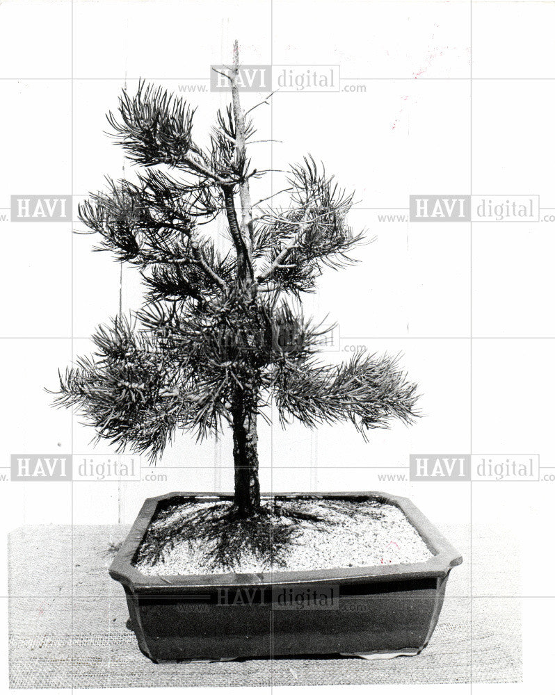 Press Photo tree growing in pot - Historic Images