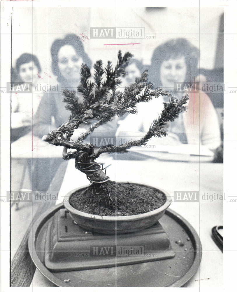 1973 Press Photo Bonsai - Historic Images