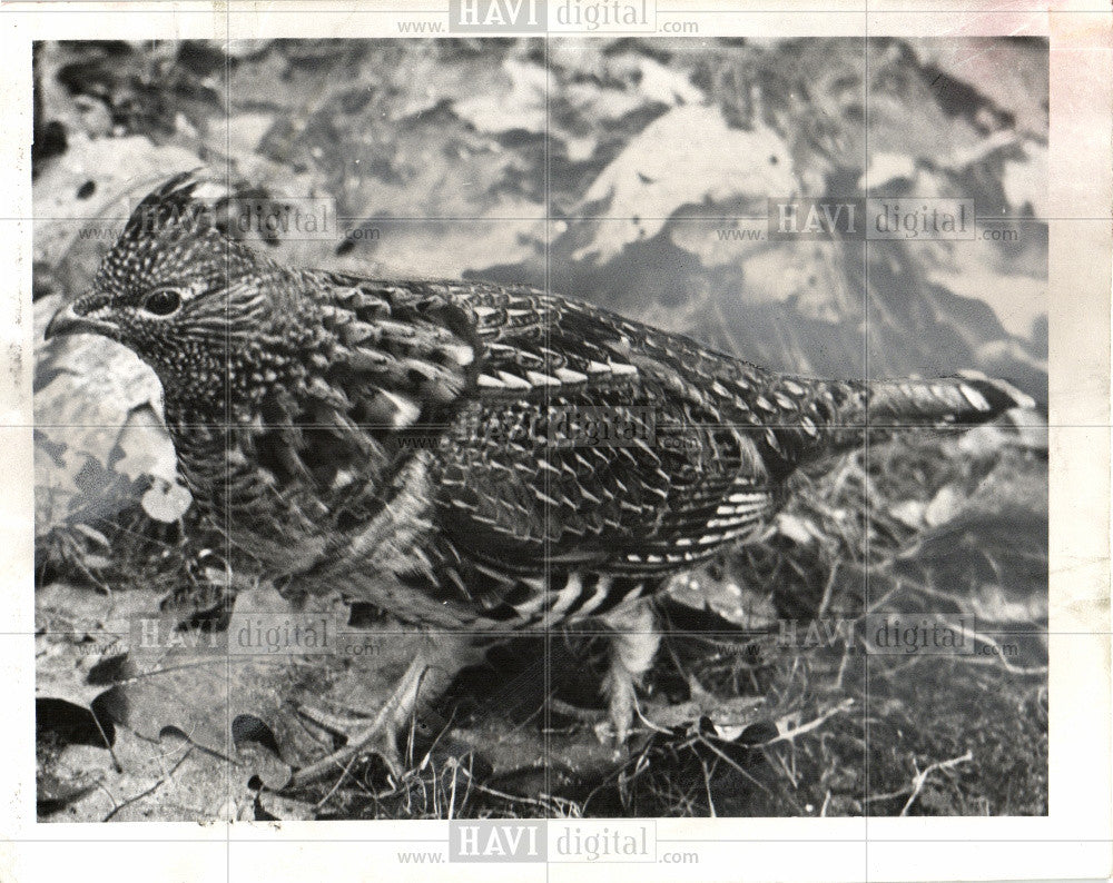 1959 Press Photo grouse bird - Historic Images