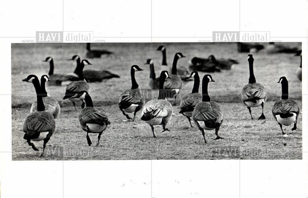 1984 Press Photo birds geese goose flock nature - Historic Images