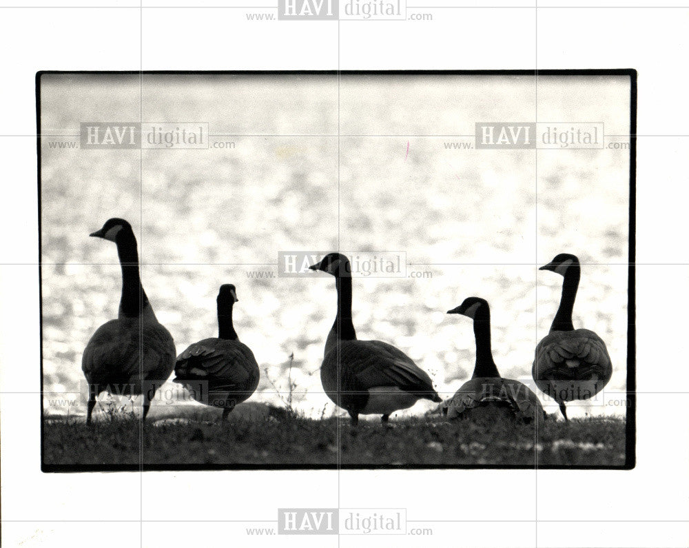 1987 Press Photo Canada geese Belle Isle temperature - Historic Images