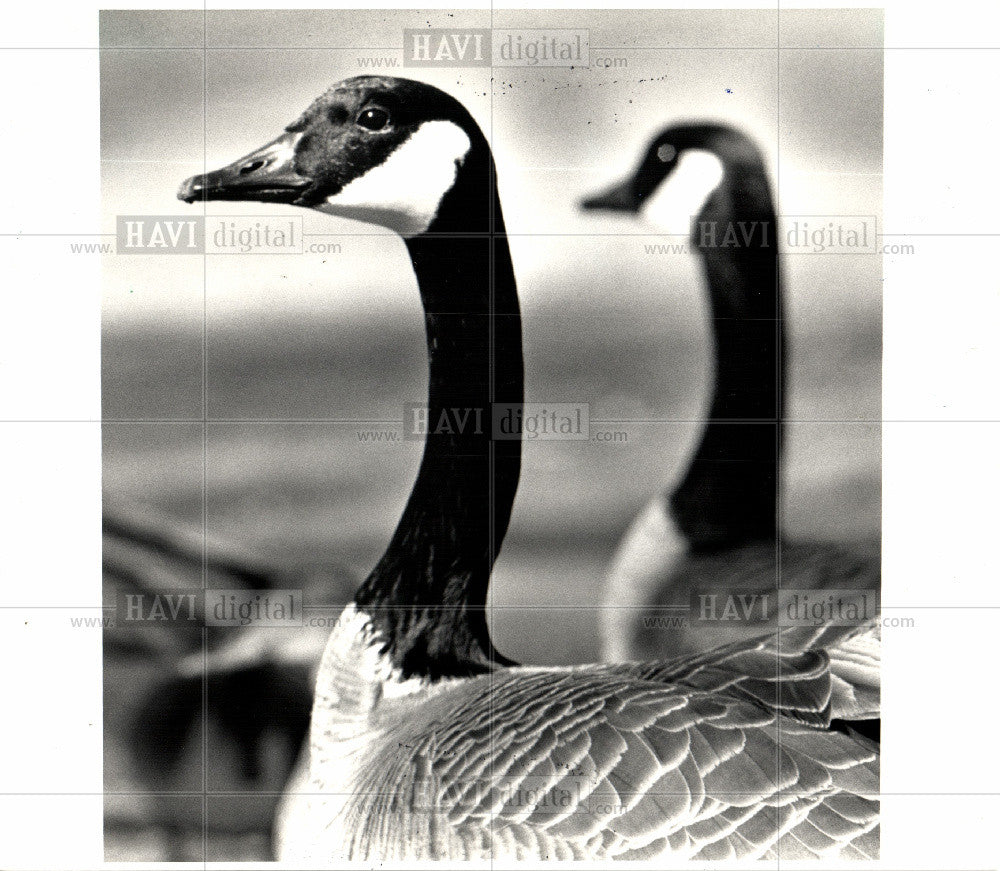 1989 Press Photo Swan - Historic Images