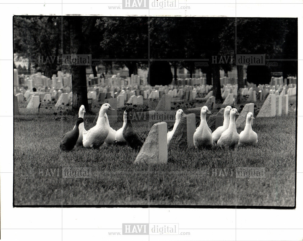 1987 Press Photo Geese Bird - Historic Images