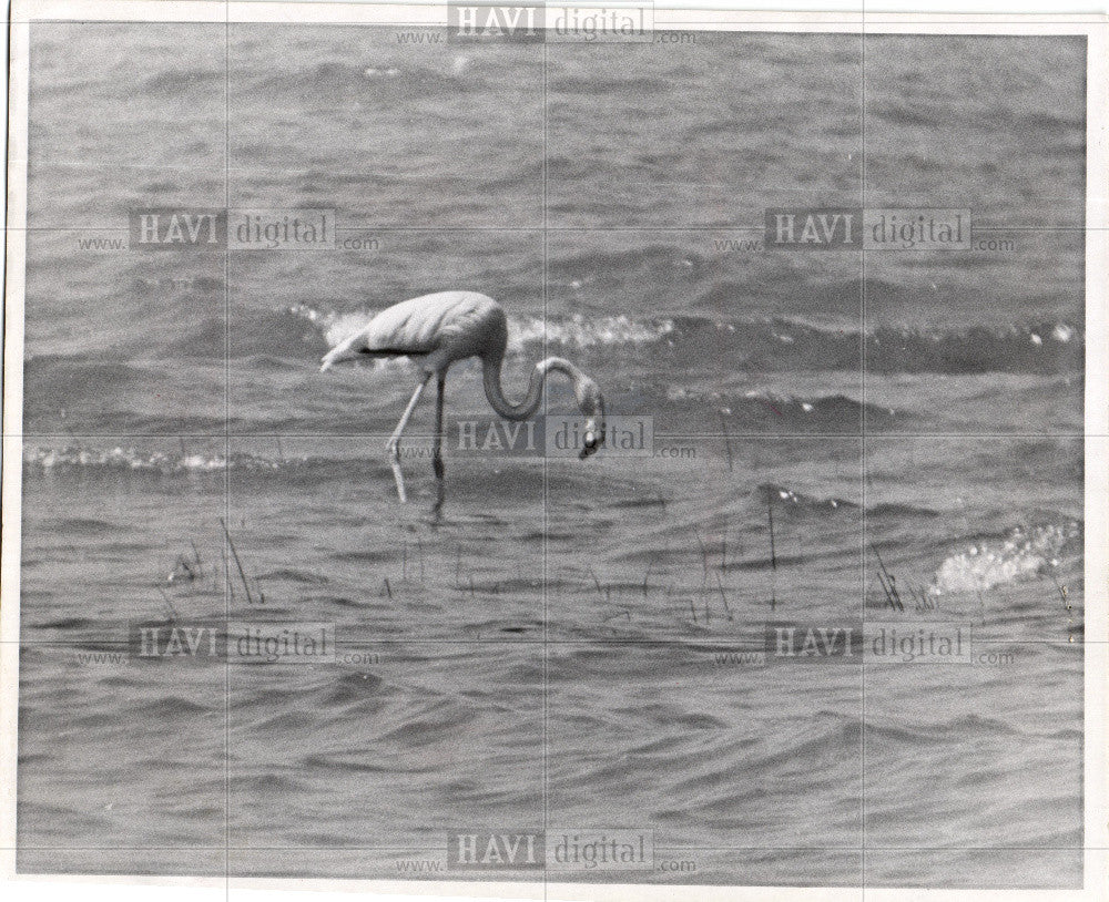 1966 Press Photo Michigan Flamingo Lake Huron Hammond - Historic Images