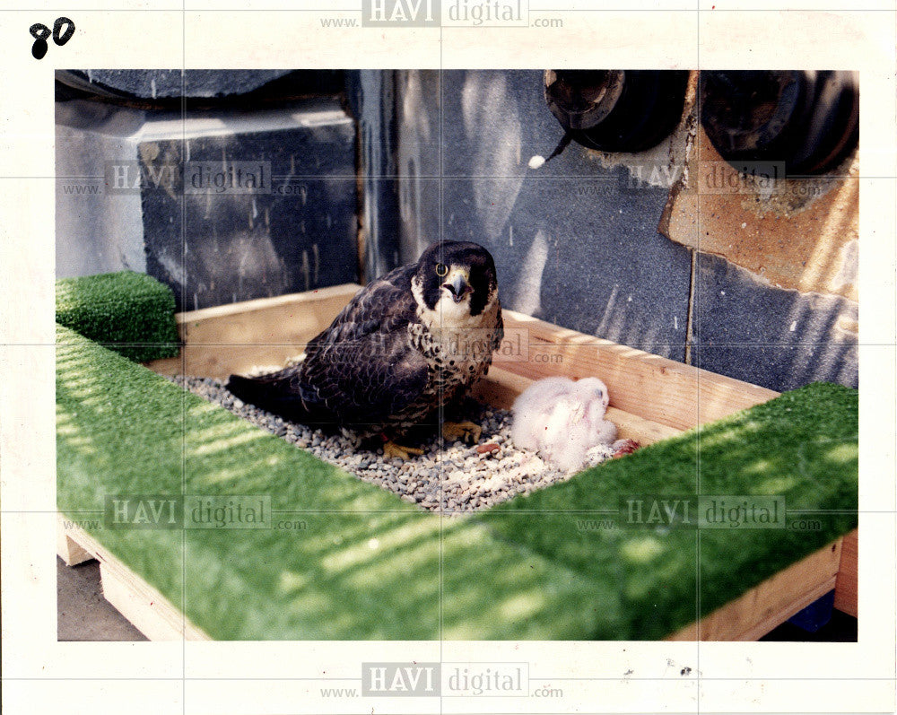 1992 Press Photo MOTHER FALCON - Historic Images