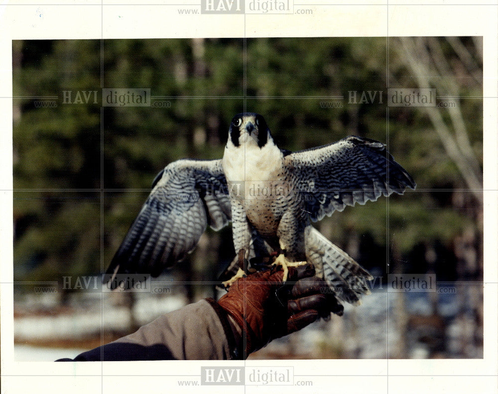 1992 Press Photo Falcon Bird - Historic Images