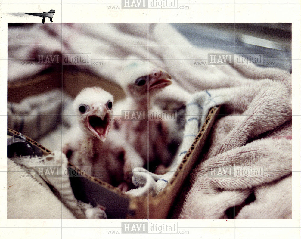 1992 Press Photo Book Building Falcon Chicks nest - Historic Images