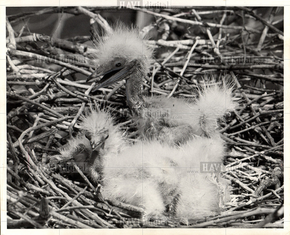 1975 Press Photo egrets,river,rookery,american,huge - Historic Images