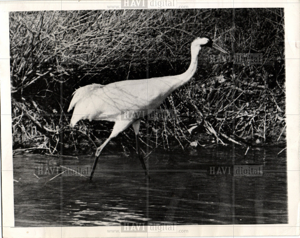 1948 Press Photo whooping crane Mississipi Valley - Historic Images