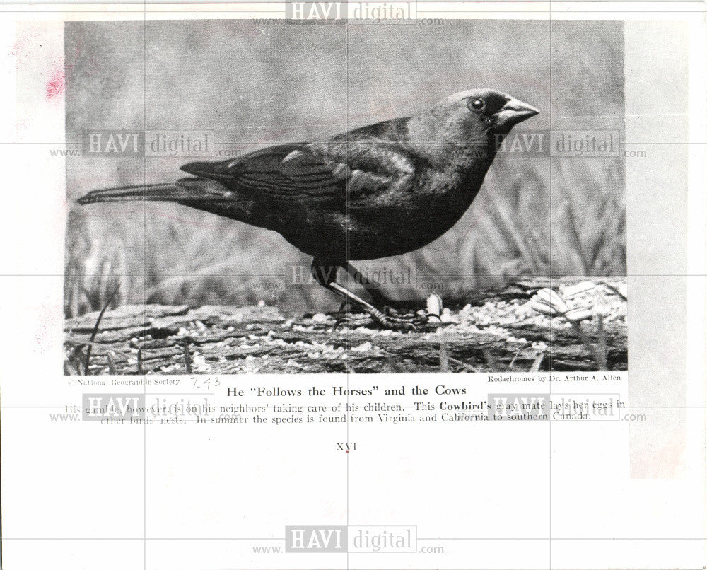 1980 Press Photo Cowbird virginia california canada - Historic Images