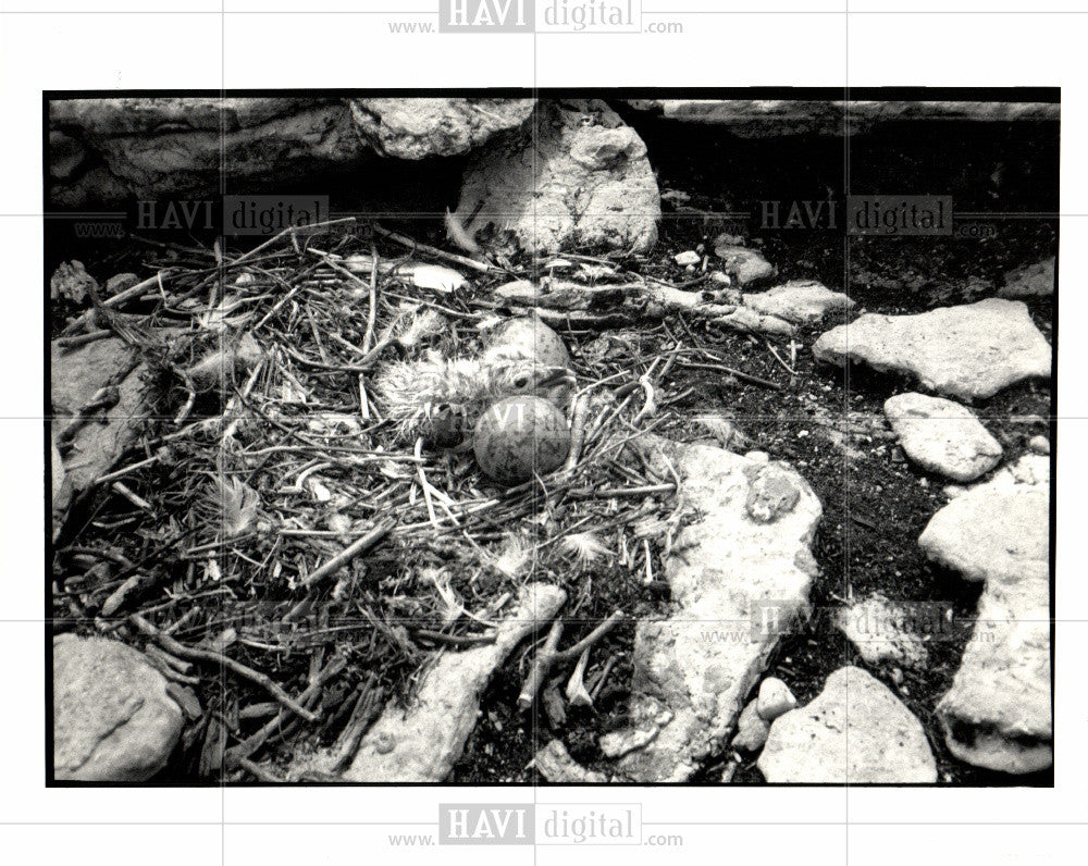 1987 Press Photo Cormorant Egg Destruction - Historic Images