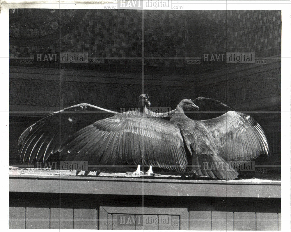 1987 Press Photo Andean condors spread wings - Historic Images