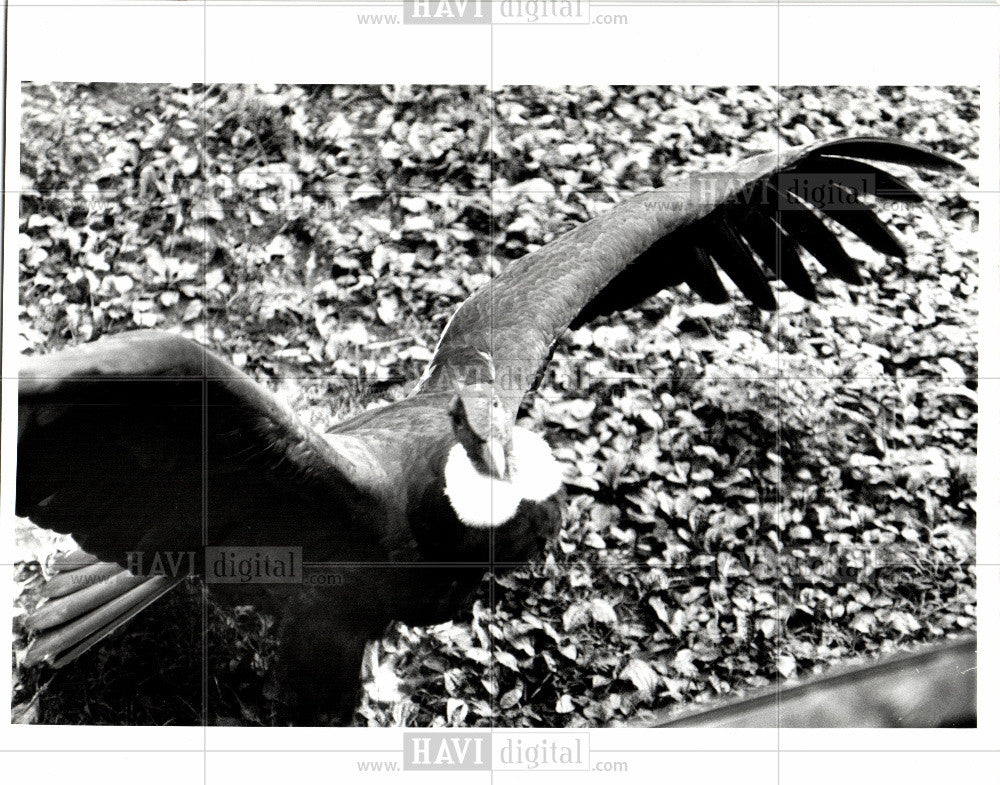 1992 Press Photo Andean Condor Detroit Zoo bird animal - Historic Images