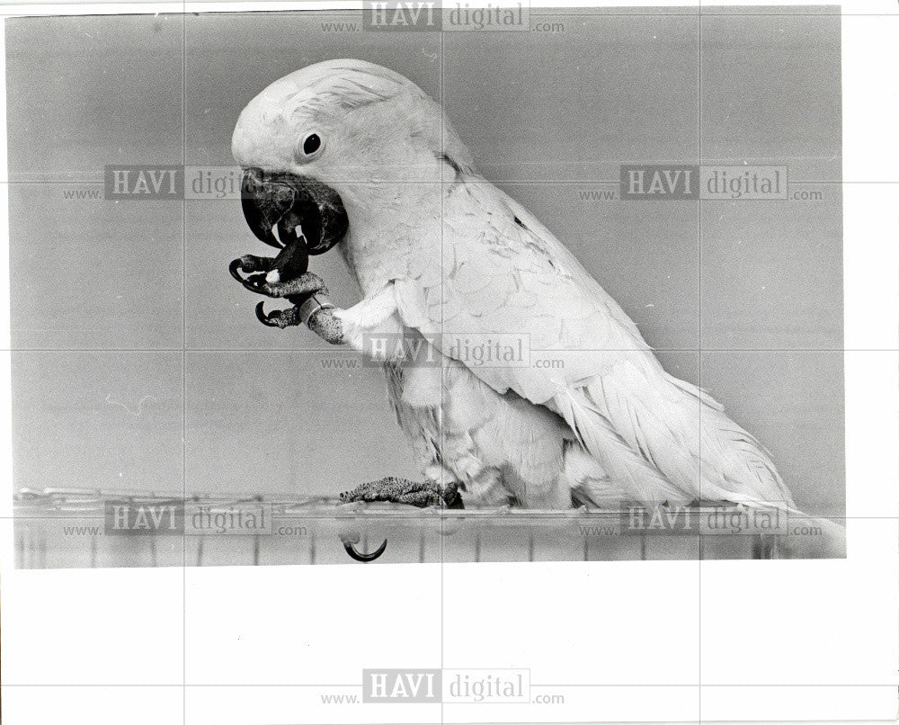 1978 Press Photo Bird Cockatoo Parrot Asia Australia - Historic Images