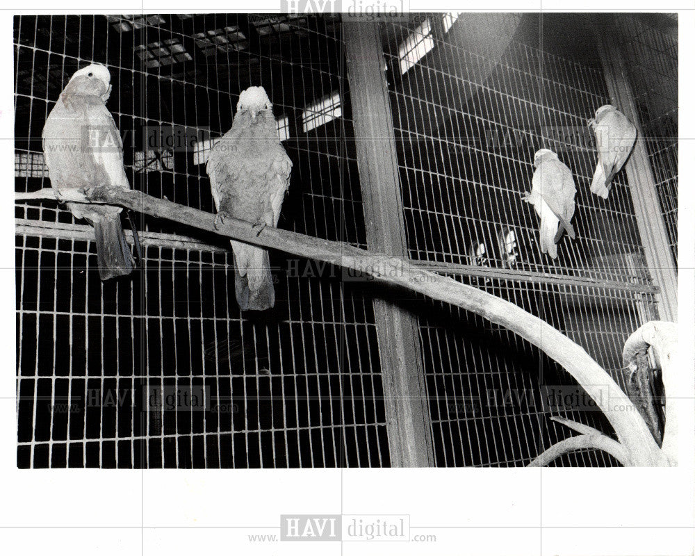 Press Photo bird family Cacatuidae - Historic Images