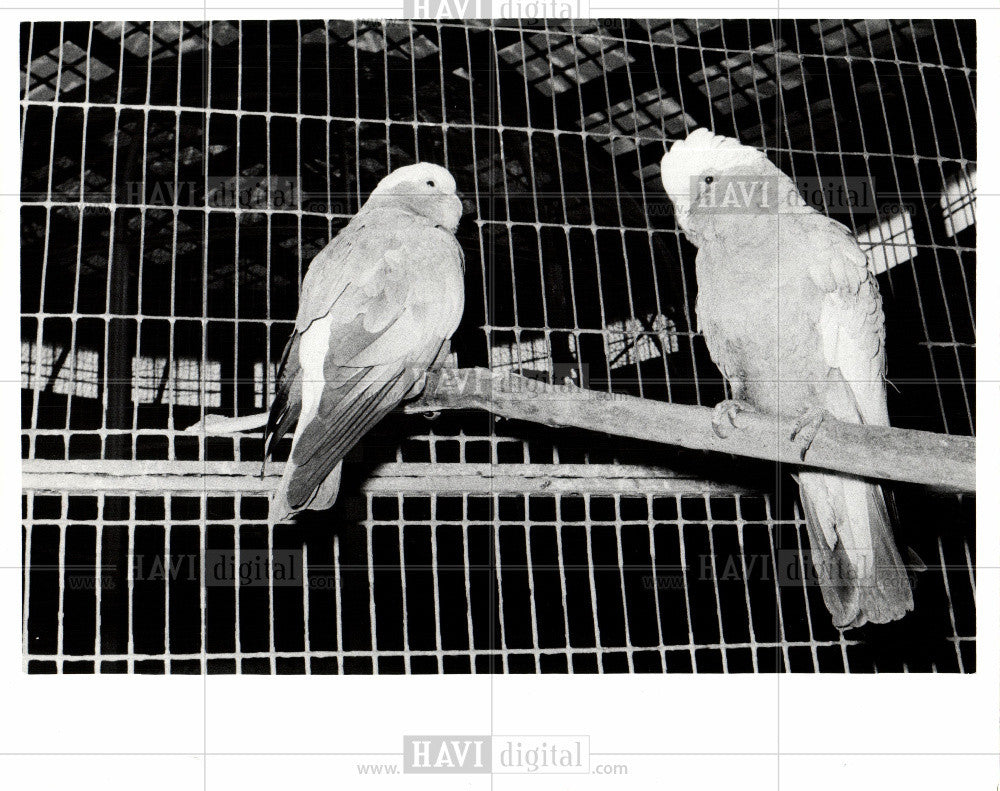 1975 Press Photo Cockatoo Bird Asia Australia Parrot - Historic Images