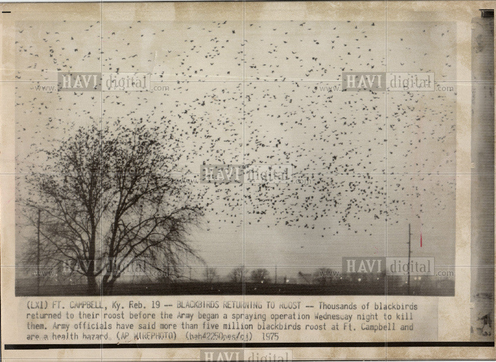 1975 Press Photo BIRD BLACKBIRD - Historic Images