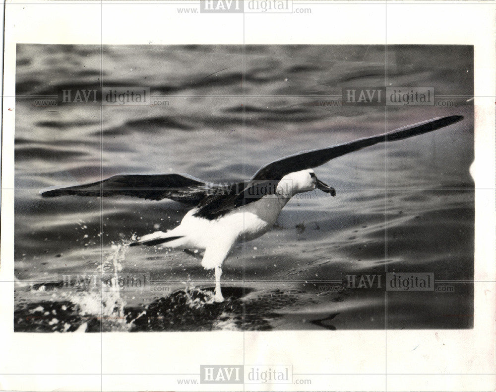 1936 Press Photo Albatross - Historic Images