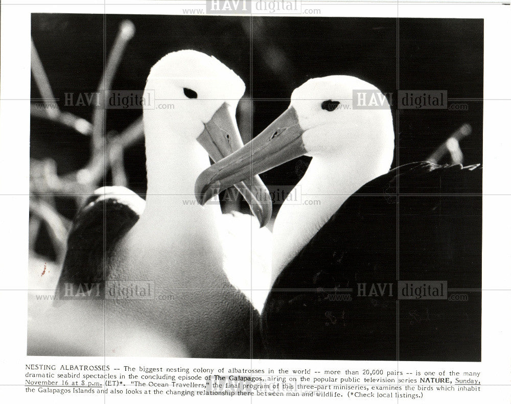 1986 Press Photo Albatrosses  Diomedeidae North Pacific - Historic Images