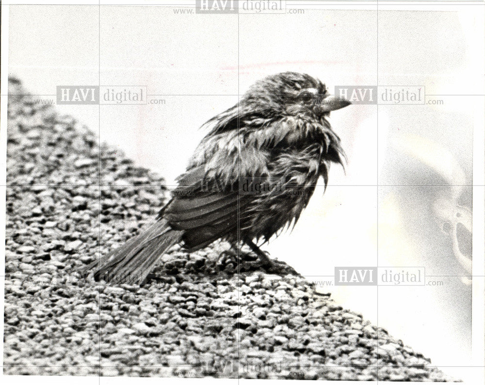 1977 Press Photo Wet bird Detroit suburbs Tuesday 80s - Historic Images