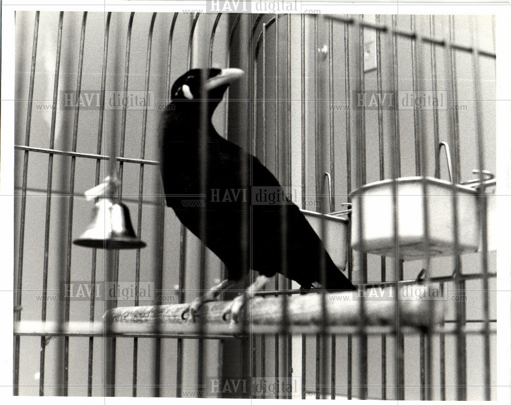 1983 Press Photo Bird - Historic Images