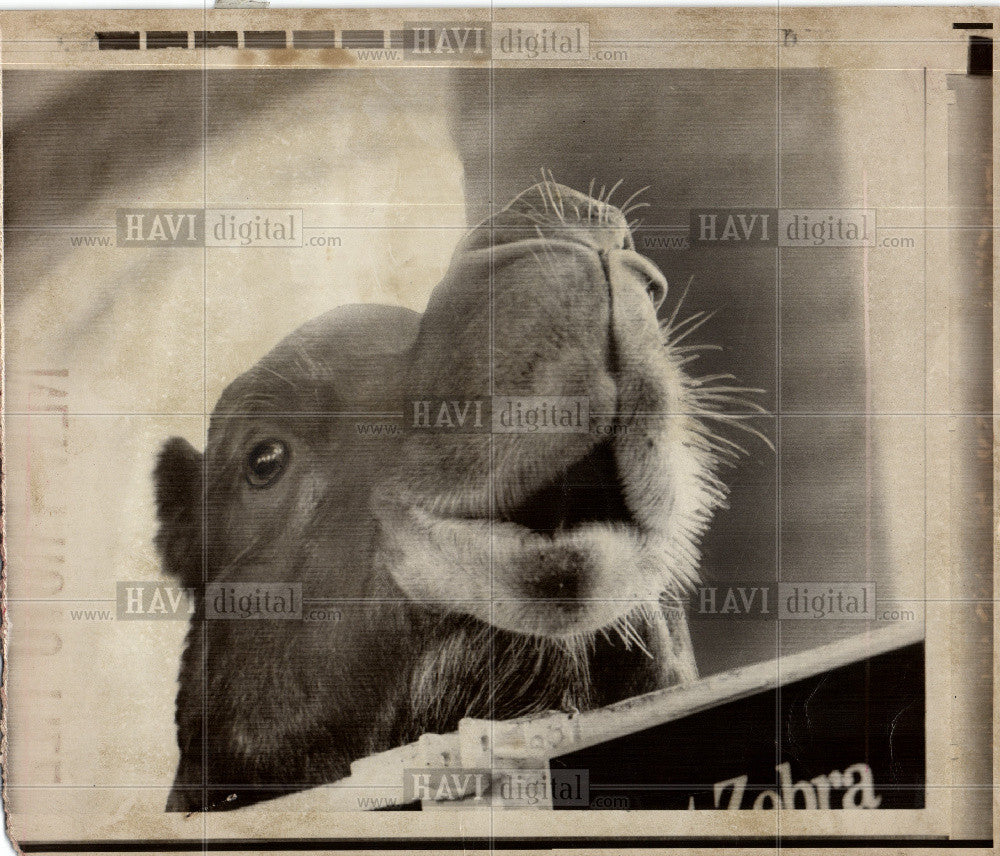 1971 Press Photo New York&#39;s Central Park Zoo - Historic Images