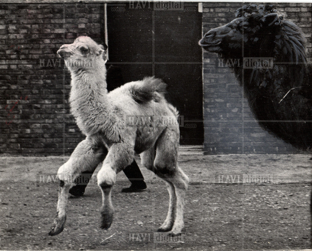 1966 Press Photo Camel, - Historic Images