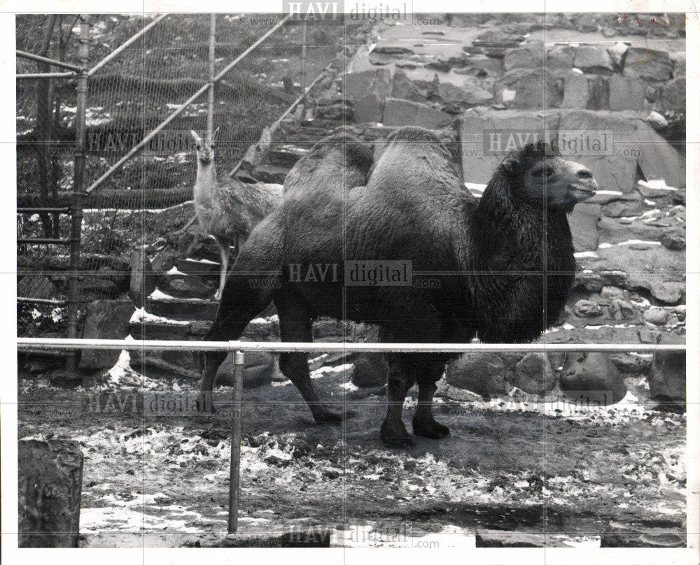 1964 Press Photo Grand Rapids Zoo John Ball - Historic Images