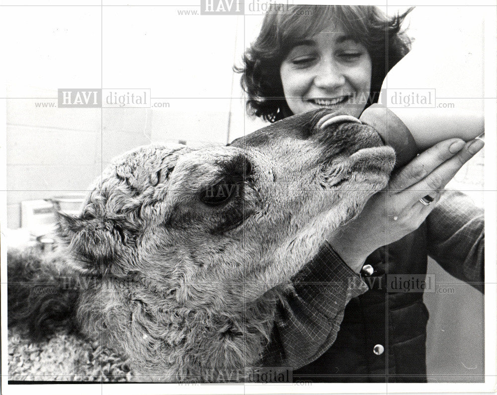 1978 Press Photo Camel Animal Even-Toed Humps Camelus - Historic Images