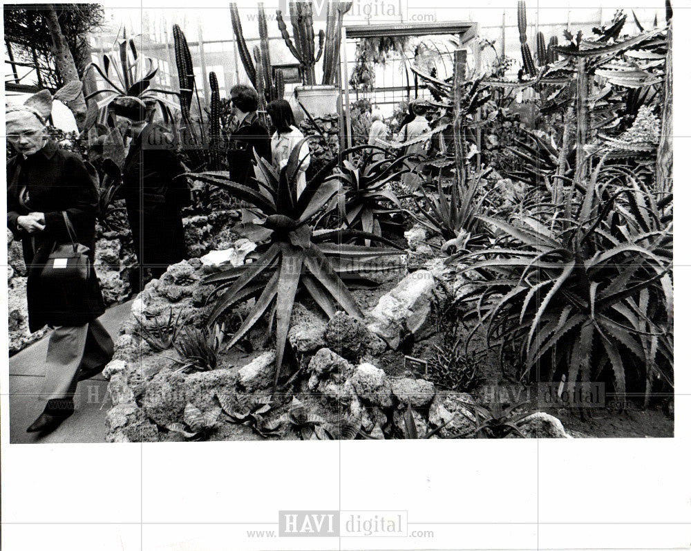 Press Photo Cactus plant - Historic Images