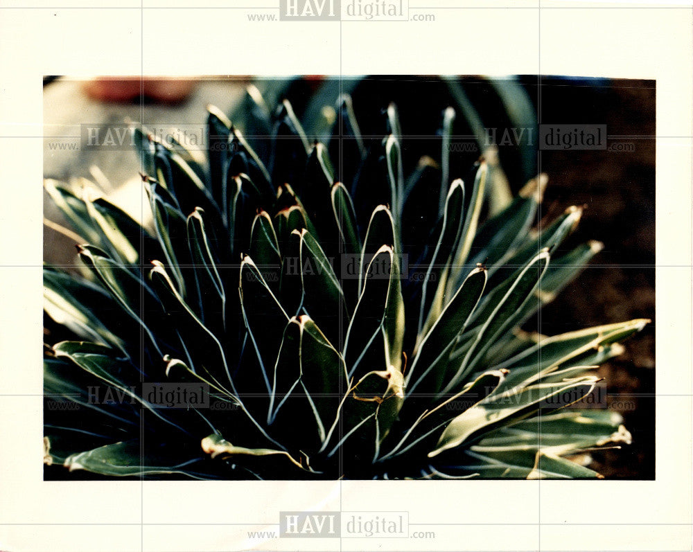 1990 Press Photo cactus cacti - Historic Images