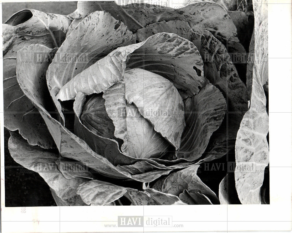 1977 Press Photo leafy green vegetable. - Historic Images