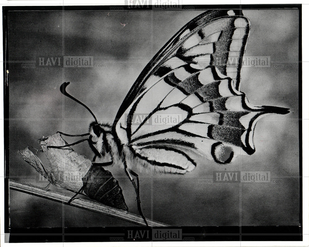 1975 Press Photo Butterflies Documentary Photographs - Historic Images