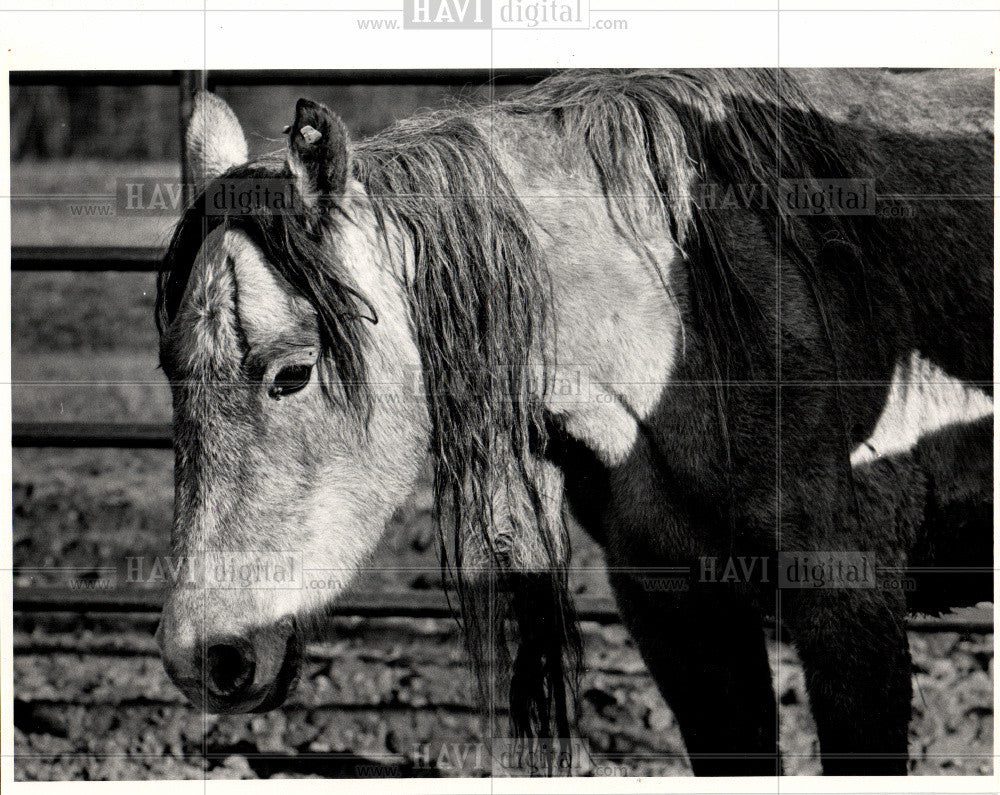1983 Press Photo Wild horse typical mane United States - Historic Images