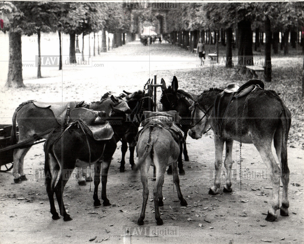 1965 Press Photo Burros - Historic Images