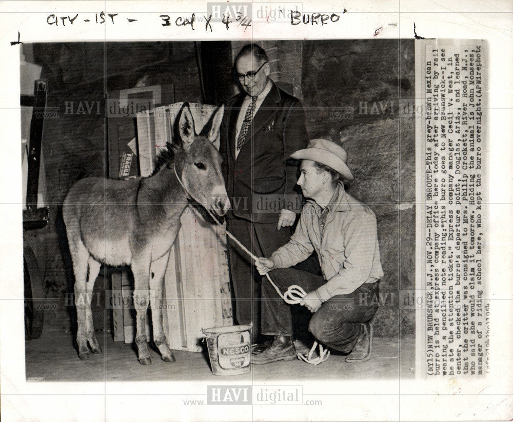 1976 Press Photo The Wild Burro - Historic Images