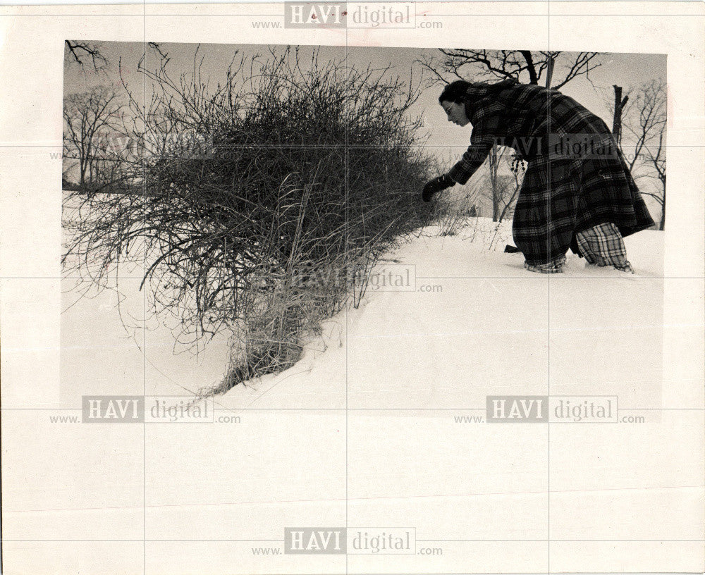 1974 Press Photo Bullrushes 1974 - Historic Images