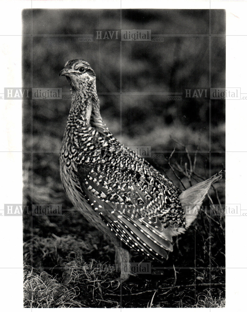 1990 Press Photo Sharp-tailed Grouse birds - Historic Images