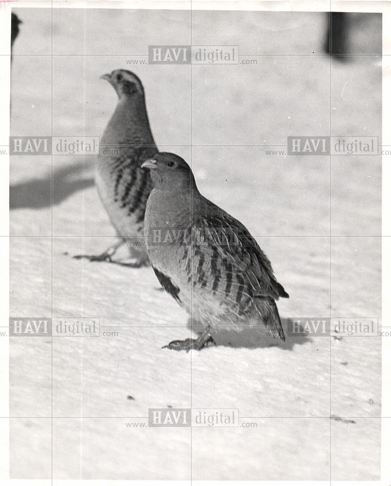 1947 Press Photo BIRD - GROUSE - Historic Images