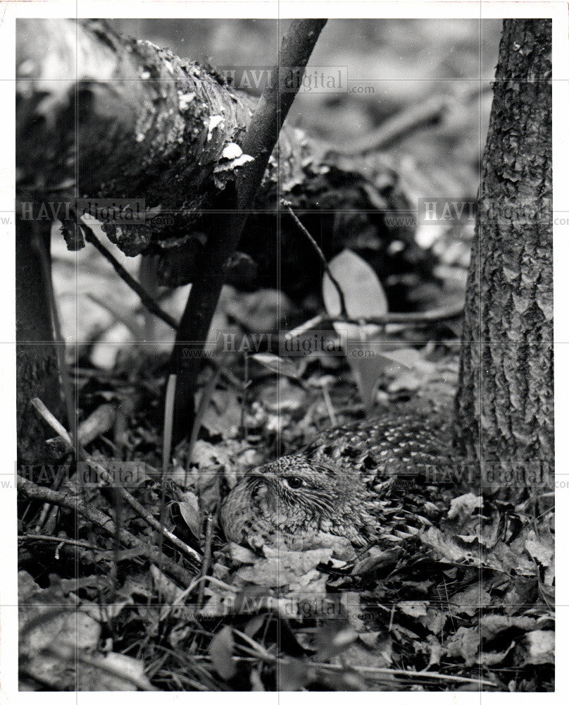 Press Photo BIRD RUFFED GROUSE - Historic Images