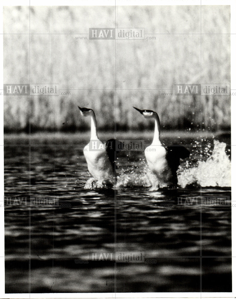 1978 Press Photo Grebe,diving bird - Historic Images