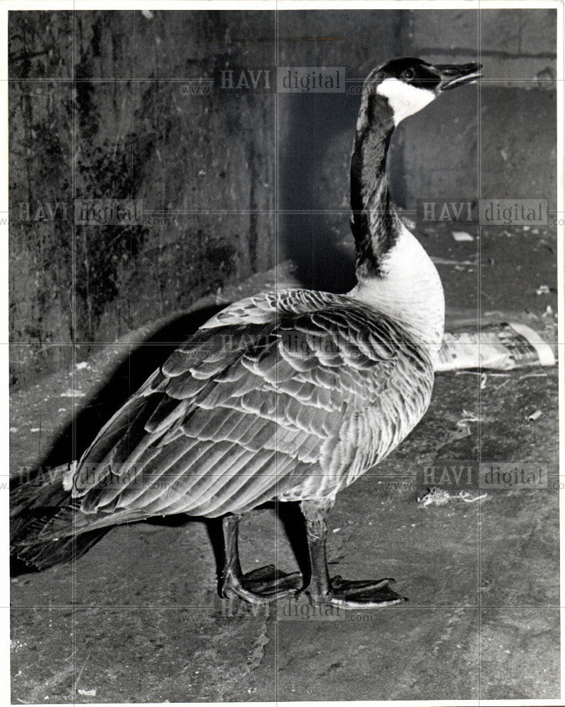 1979 Press Photo goose,bird - Historic Images